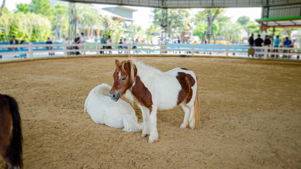 brown and white dwarf horse stand and look at the other horses Focus on the dwarf horse photo