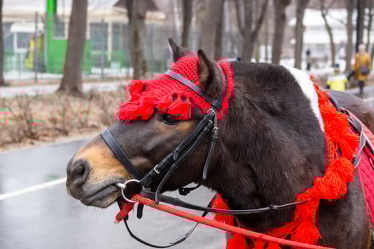 pony in winter Park photo