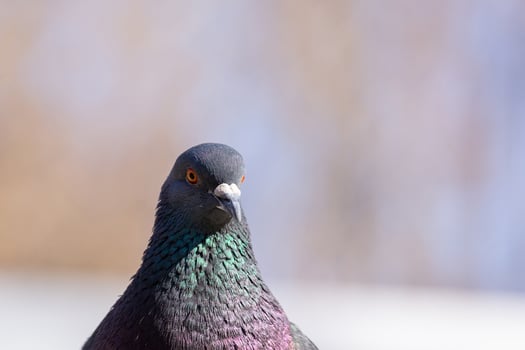 closeup shots of birds photo