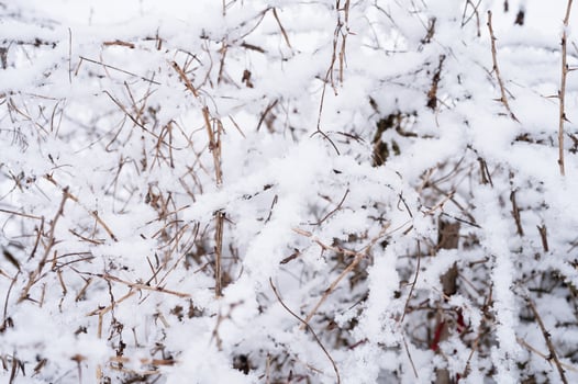 snow winter nature branch photo