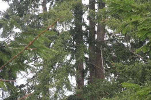 Rainy day in the pine forest photo