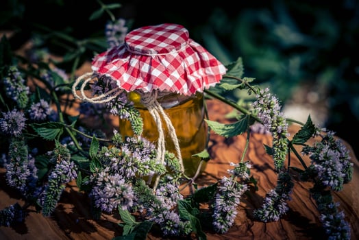 Mentha plant in a home garden photo