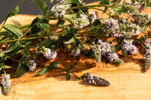 Mentha plant in a home garden photo