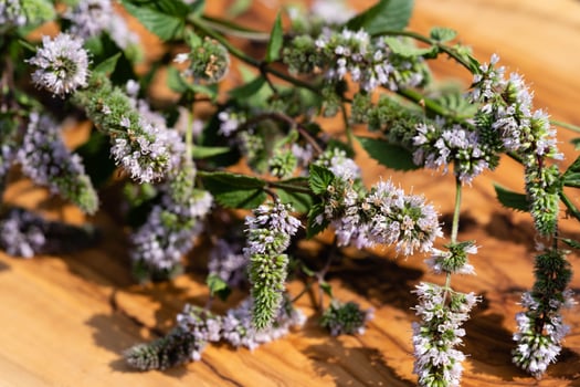 Mentha plant in a home garden photo