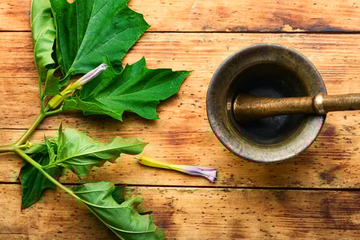 Datura medicinal tincture,datura leaves photo