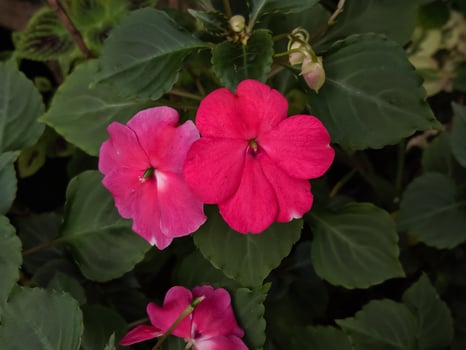 Impatiens walleriana flowers blooming and beautiful in the garden photo