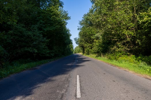 Paved road through the forest photo