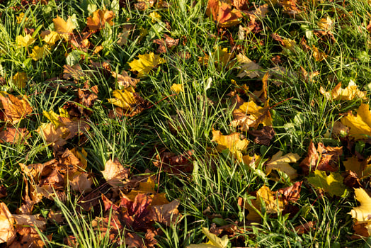 Autumn park with trees during leaf fall photo