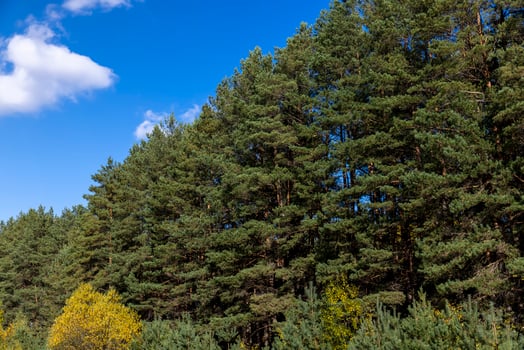 Coniferous pine tree with long needles photo