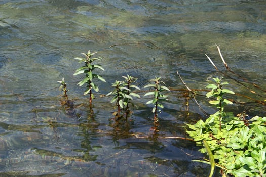 Vegetation on the banks of a river in northern Israel photo