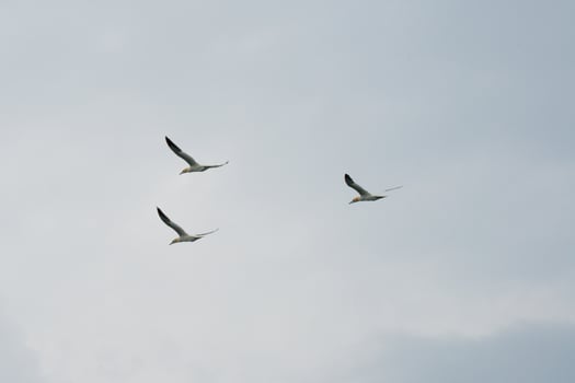 Three northern gannet flying synchronized. Cloudy sky photo