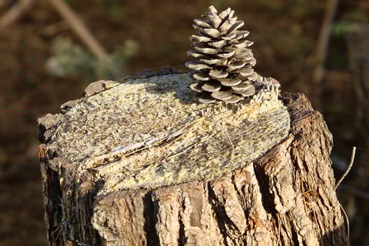 An old stump is a small part of a felled tree trunk. photo