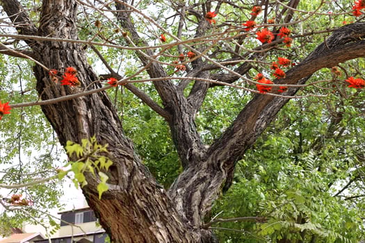Erythrina cockscomb blossoms in a city park in northern Israel. photo