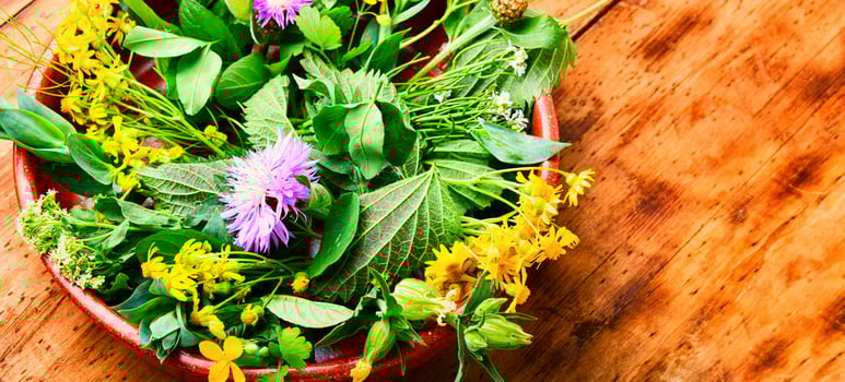 Natural medicine,fresh plants,healing herbs photo