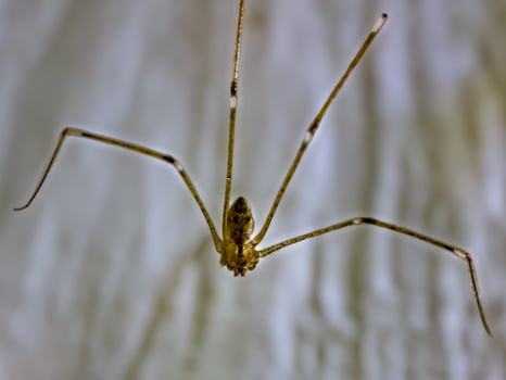 Daddy's long-legged spider Pholcus phalangioides or long-bodied barn spider photo