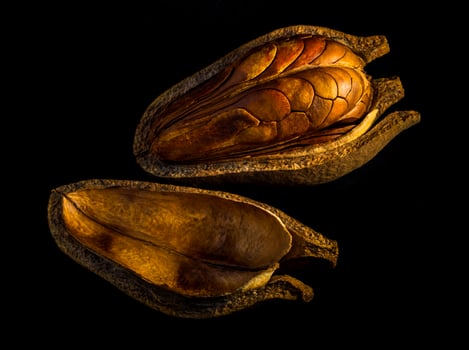 Pods and seeds of  Mahogany on black background photo