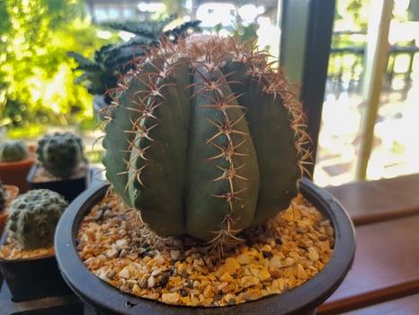Popular indoor plants elements and succulents rosettes varieties including pin cushion cactus realistic collection photo
