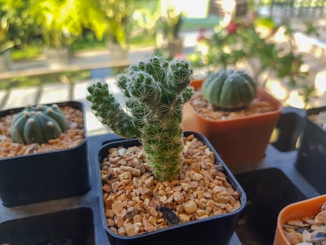 Popular indoor plants elements and succulents rosettes varieties including pin cushion cactus realistic collection photo