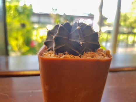 Popular indoor plants elements and succulents rosettes varieties including pin cushion cactus realistic collection photo
