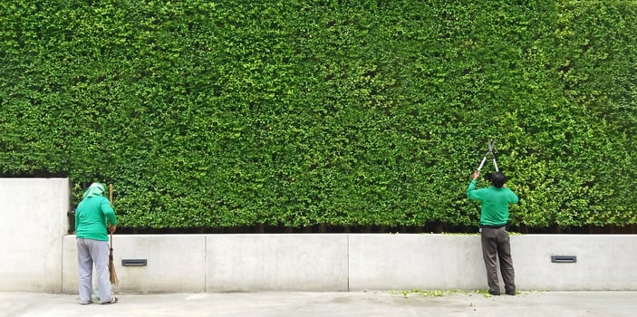 Gardener man cutting or decorated branch of tree and woman sweeping leaves on floor with green plant wall background with copy space. Worker trimming bushes, cleaning and taking care of garden. photo
