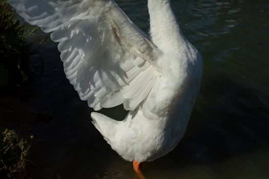Goose wings. Goose in village on pond. White waterbird feathers. photo