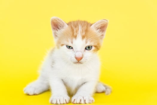 Little red kitten photo