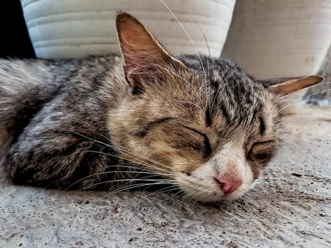 The rustic gray cat sleeping peacefully in front of the terrace is so adorable photo