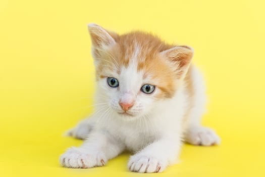 Little red kitten photo