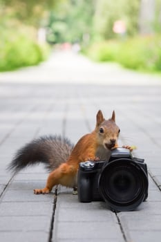 Squirrel and camera photo