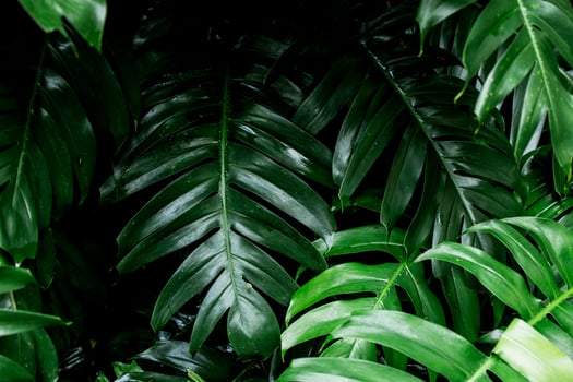 tropical rainforest green leaf image for home decoration photo