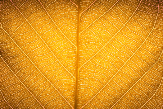 Yellow red autumn leaf macro texture high detail texture for nature background photo