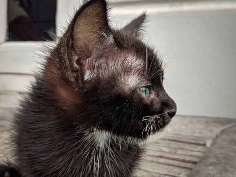 Close-up of a cute and adorable cat looking to the right photo