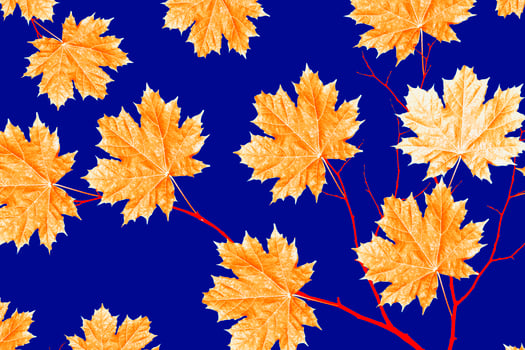 autumn landscape with bright colorful foliage. Indian summer. photo