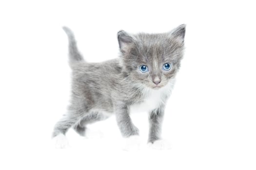 kitten on a white background photo