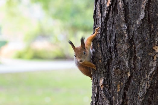 squirrel on a branch photo