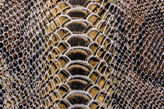 snake skin texture photo