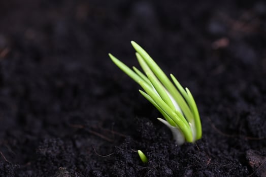 Shallot grow on soil ground in pot, plants grow organic garden, Onions are ready to grow planted shallot on ground photo