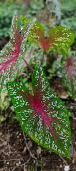 Beautiful taro leaf photo