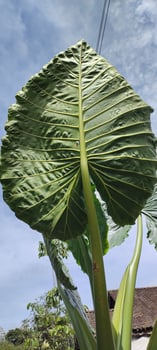 Portrait of giant taro leaves, the leaf motif looks so unique photo