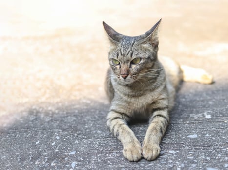 gray cat lying down  on cement floor and looking sideway. photo
