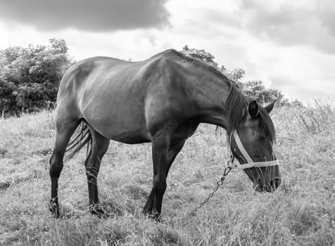 Beautiful wild horse stallion on summer flower meadow photo