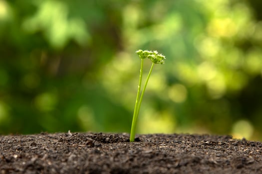 Beautiful flower on the ground and going straight through the soil surface. Close-up. Macro. photo