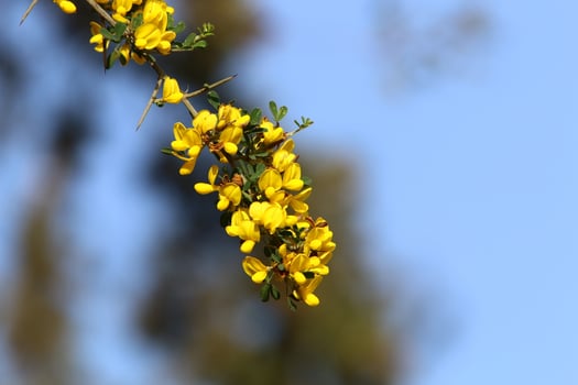 Broom blossoms in a city park in northern Israel. photo