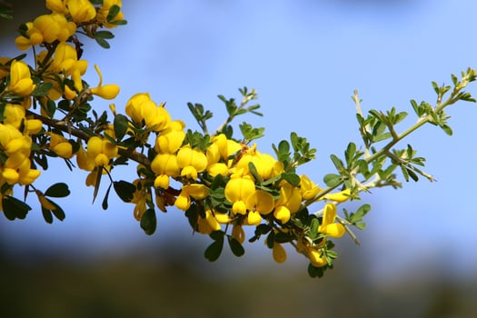 Broom blossoms in a city park in northern Israel. photo