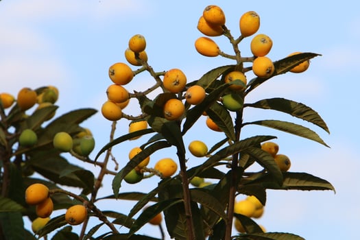 Japanese loquat matures on a tree in a city park in northern Israel. photo