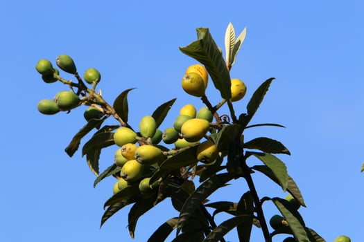 Japanese loquat matures on a tree in a city park in northern Israel. photo