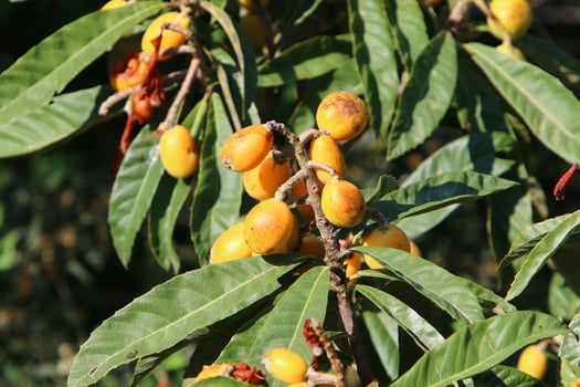 Japanese loquat matures on a tree in a city park in northern Israel. photo