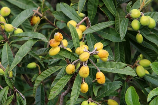 Japanese loquat matures on a tree in a city park in northern Israel. photo