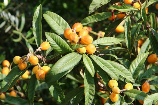 Japanese loquat matures on a tree in a city park in northern Israel. photo