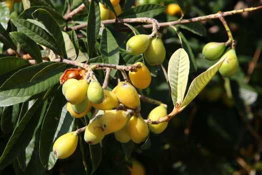 Japanese loquat matures on a tree in a city park in northern Israel. photo